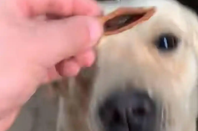 狗狗吃槟榔走红网络带货引发热议 兽医警告：严重可致命