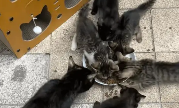 小姐姐捡到了一窝流浪猫，没想到当晚就被猫妈妈找上门，大声质问