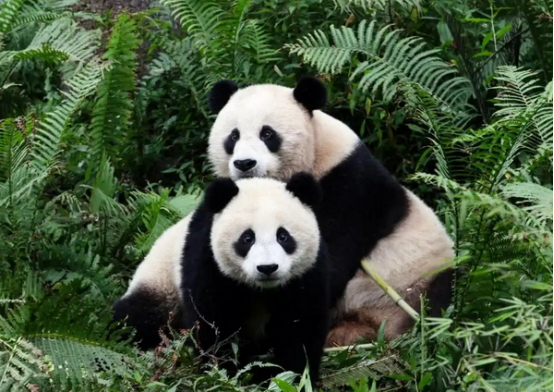 陪伴72小时，大熊猫私下作息竟然是……