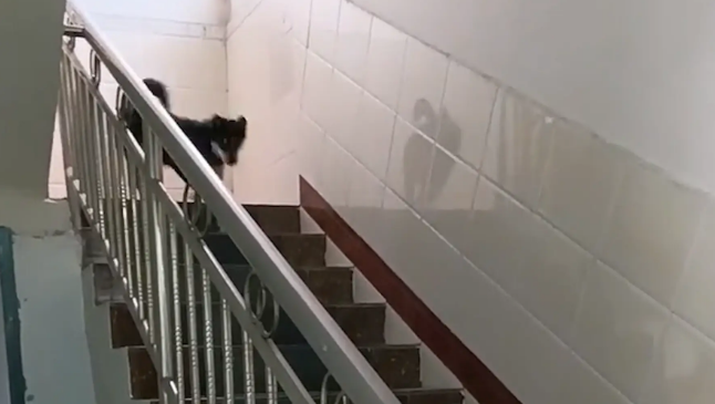 邻居家狗子每到周末都来找女子家狗子玩。网友：狐朋狗友