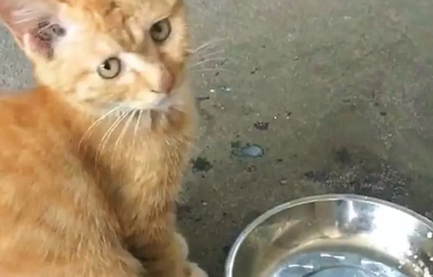 狗狗把猫咪的奶给喝了，猫咪一脸委屈：我一口都没喝 