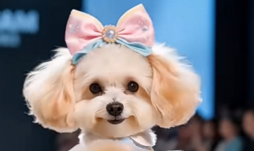 宠物经济洞察：从养得起进阶到养得好