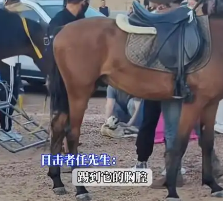 法斗犬景区咬马导致马受惊，法斗被踢废，游客追马