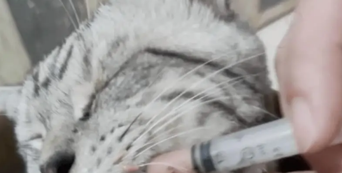 小姐姐发现一只被苍蝇包围的流浪猫，幸好小姐姐比死神先来到