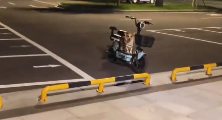 男子遛狗，狗子跑了，结果狗子在自家电动车上坐着