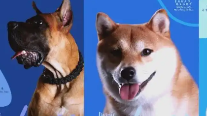 宠物行业革新与市场趋势：从国际化到消费升