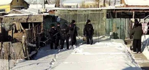 猞猁入侵农家捕食猫，户主邻居家也损失四只鹅