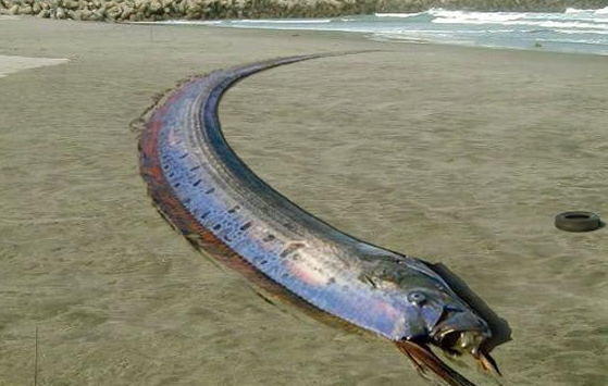 福建海边出现超大怪鱼，其实是我们都听过的这种鱼 