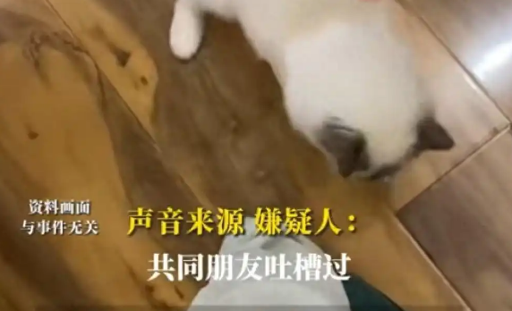 女子因猫与男友争吵后被害，悲剧因爱宠引发