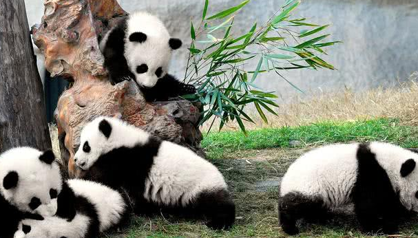 熊猫宝宝耍赖让饲养员背，一个不小心摔了下来：敢摔本国宝？ 