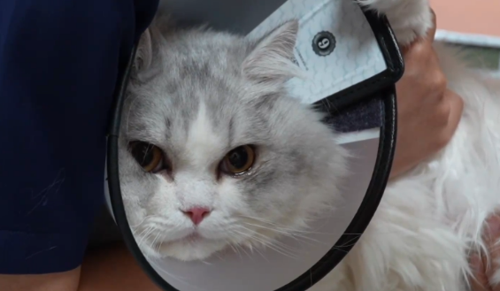 精细养宠渐成潮流 夏日宠物经济持续升温