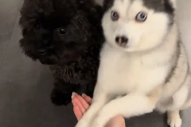 两只狗性格差异大，一只会握手，另一只不会