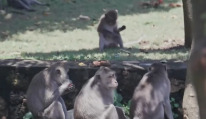 巴厘岛的“猴子大盗”精于“易货谈判”