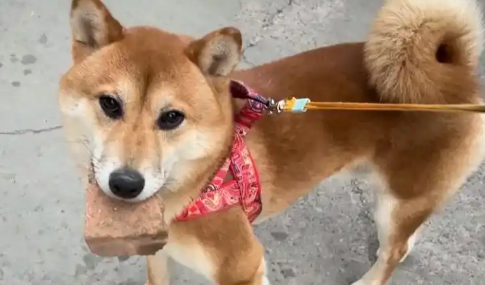 宠物狗被撞，主人索赔近万元获赔100元，法院解释原因