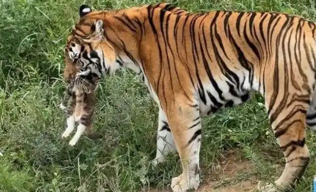 青藏高原野生动物园有老虎“撸猫”，动物园回应：可能是流浪猫