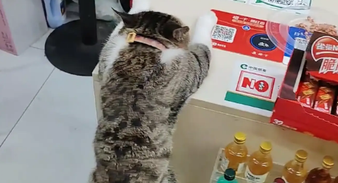 男子看到猫咪学主人趴在桌子上睡觉。网友：人教版