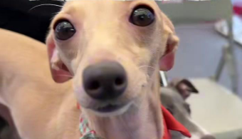 超3000亿元宠物经济市场迎智能与全球化浪潮