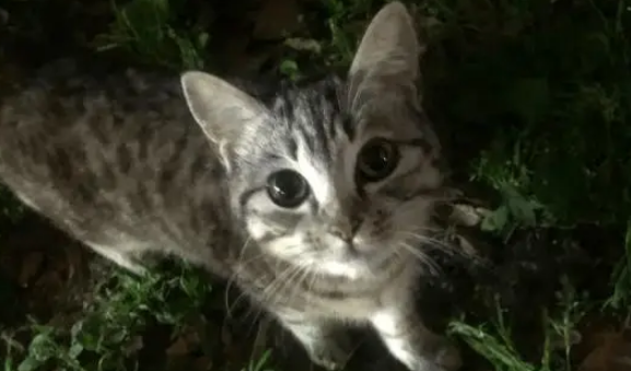 第一次遇见颜值超高超粘人的流浪猫，小姐姐犹豫要不要收养它