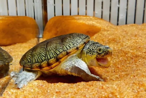 还开什么宠物店，现在卖“恐龙”和仓鼠水壶都能月入百万