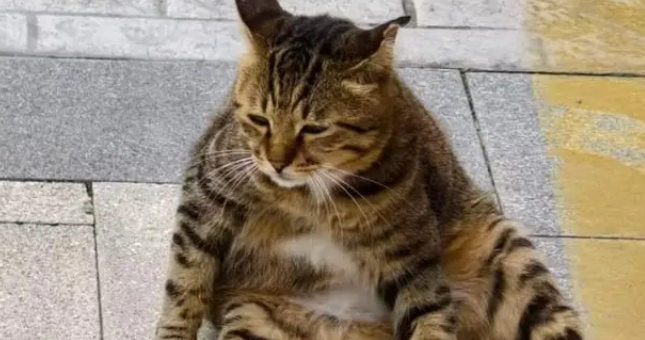 收到来自“咪的通知”：本猫已被收养，再也不用来图书馆打工了！