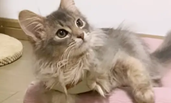 医生说小猫长大后脖子会有点长，刚开始还不信，直到现在变成貂猫