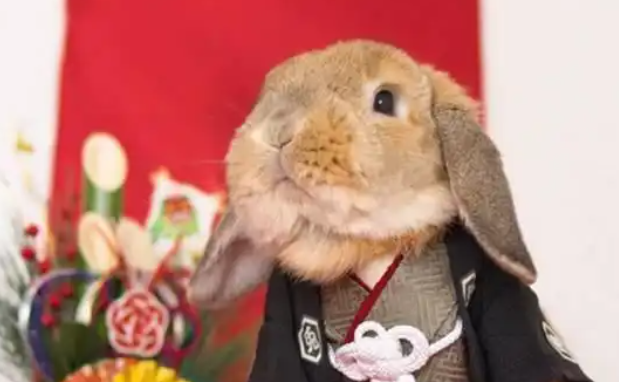 网红兔的百万粉丝帝国，许多人被它的可爱模样所打动