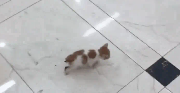 小奶猫被电梯夹断尾巴，呆坐原地不知所措，幸遇路人暖心相救