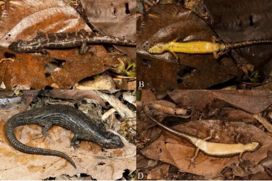我国发现蜥蜴新物种招龙棱蜥