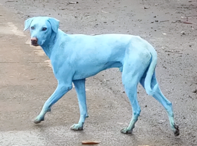 突变？切尔诺贝利发现蓝色的狗！是被核辐射变异了吗？