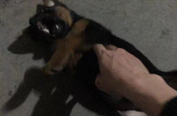 饭香味引到家里的流浪小黑狗，女孩：把小可怜虫留下行吗？ 