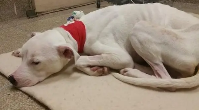 十年老狗被弃家门，原地等一年饿成皮包骨，濒死之际获陌生人救助