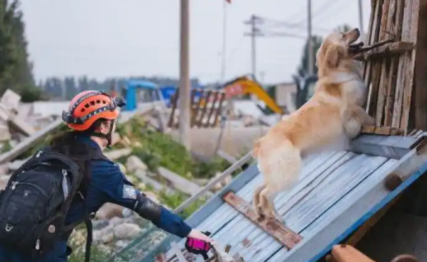 流浪犬逆袭为国际认证搜救犬，它的故事令人感动