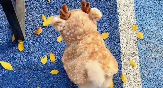 小狗穿麋鹿斗篷萌翻，网友质疑是假狗