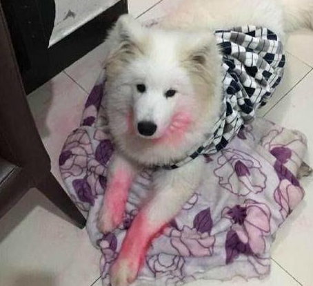 萨摩耶又干坏事了弄的自己一身血渍，把主人吓坏了 
