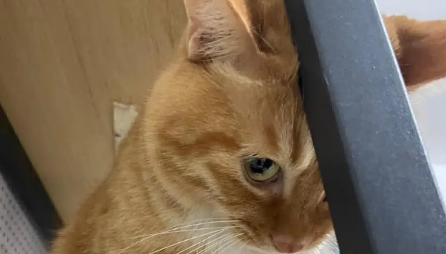 爸爸吐槽猫不会抓老鼠，结果……被猫“报复”