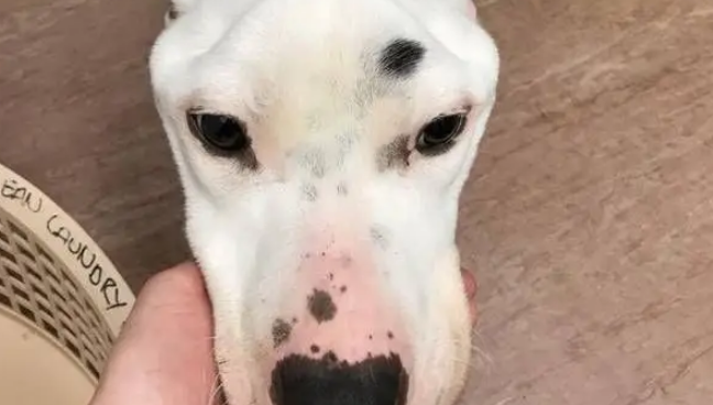 十年老狗被弃家门，原地等一年饿成皮包骨，濒死之际获陌生人救助