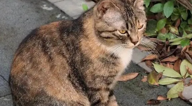 收到来自“咪的通知”：本猫已被收养，再也不用来图书馆打工了！