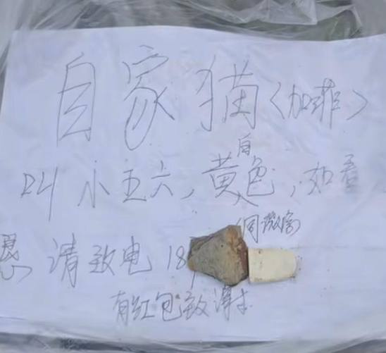 川西土拨鼠把一只宠物加菲猫“拐”进洞？