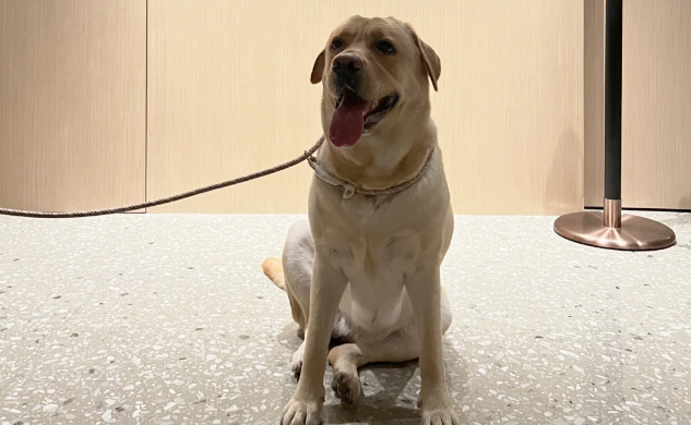 不用奔波送寄养，罗马机场开设狗狗酒店