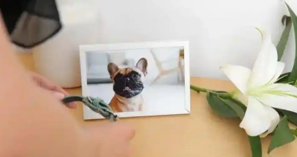 暴利之下：宠物殡葬行业的冰与火之歌