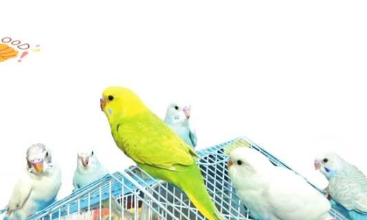 宠物经济的崛起与影响：从市场需求到产业升级