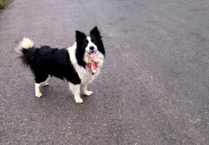 在高速服务区苦等主人的小狗获认领 千万网友爱心接力