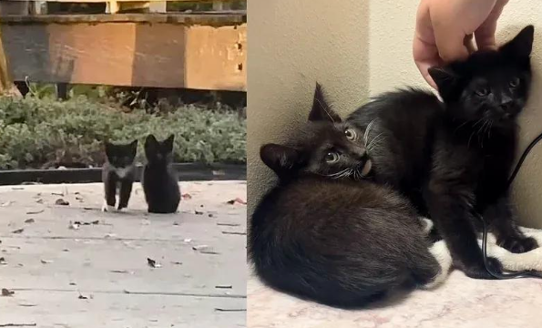 从街头霸王到撒娇萌猫，卸下心防的小黑遇到了最温柔的爱