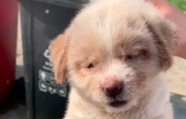 捡到一只全身是跳蚤的小狗，喷驱虫洗澡掉了上千只