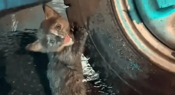 男子在暴雨天捡回一只流浪小猫，养了两个月小猫变得越来越可爱