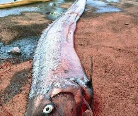 福建海边出现超大怪鱼，其实是我们都听过的这种鱼 