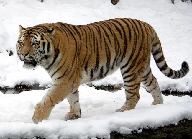 突变？切尔诺贝利发现蓝色的狗！是被核辐射变异了吗？