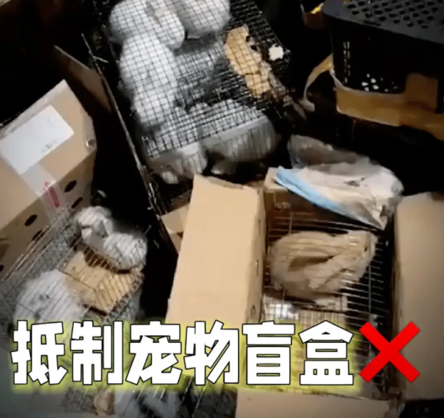 心碎！“宠物盲盒” 屡禁不止，那些被包裹的小生命该何去何从？