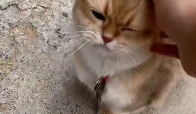 女子回老家，姥姥让猫咪给女子送钥匙开门