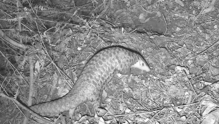 广东流溪河国家森林公园首次记录中华穿山甲